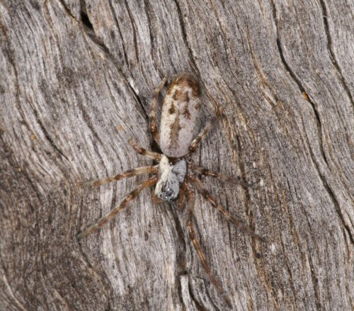 Phryganoporus nigrinus