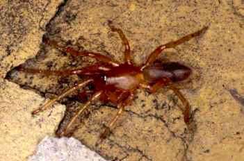 Dysdera crocata