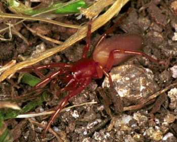 Dysdera crocata