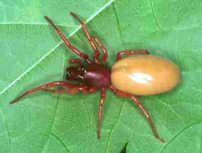 Dysdera crocata