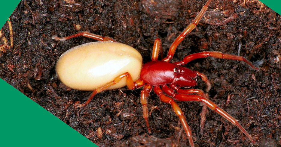 Dysdera crocata
