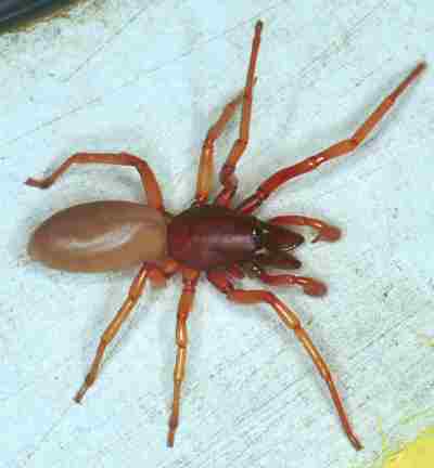 Dysdera crocata