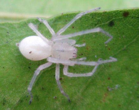 Cheiracanthium ZZ596