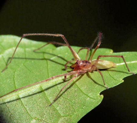 Cheiracanthium gilvum