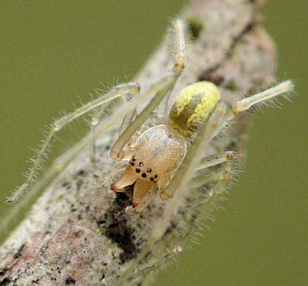 Cheiracanthium gracile