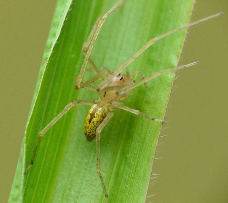 Cheiracanthium gracile