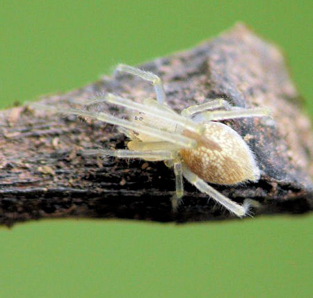 Cheiracanthium gracile