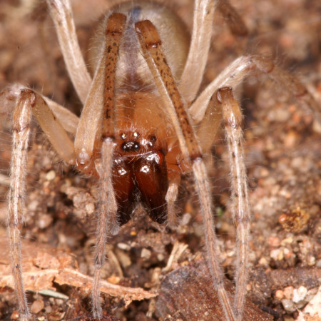 Cheiracanthium mordax