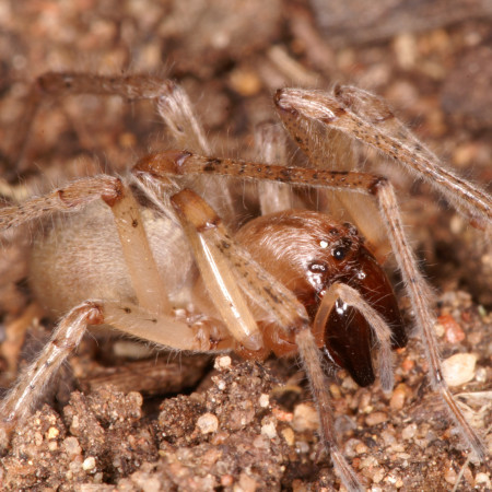Cheiracanthium mordax