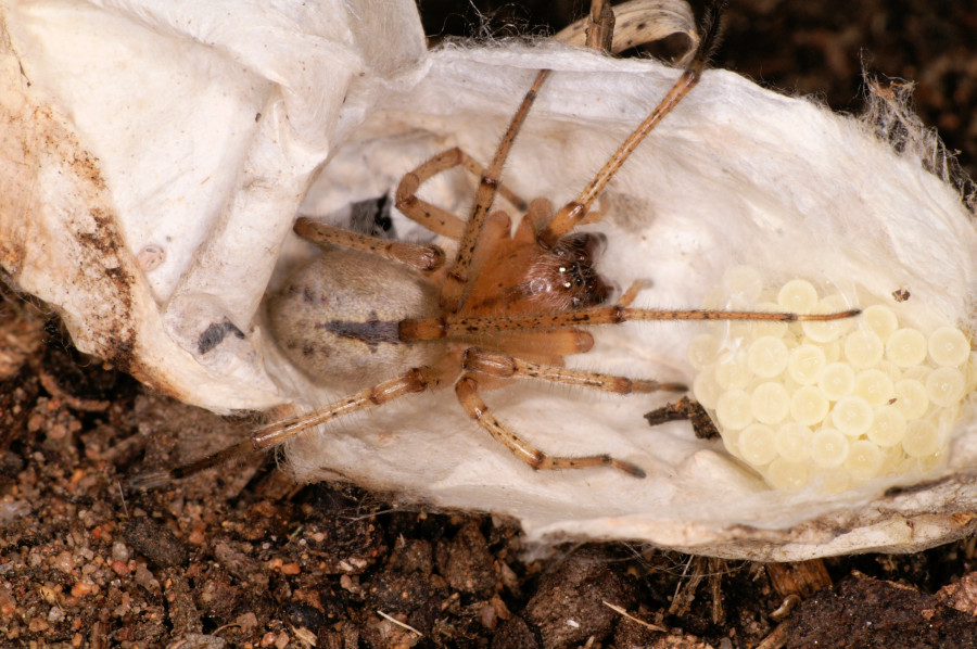 Cheiracanthium mordax