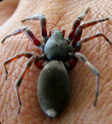 Lampona cylindrata