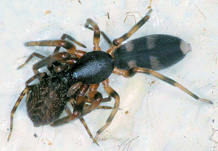 Lampona murina
