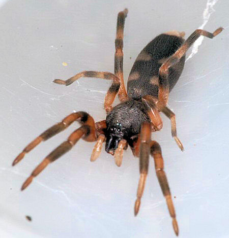 Lampona murina