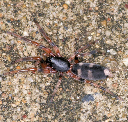 Lampona murina