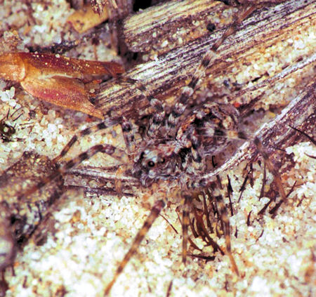 Arctosa? ZZ141