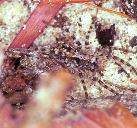 Arctosa? ZZ141