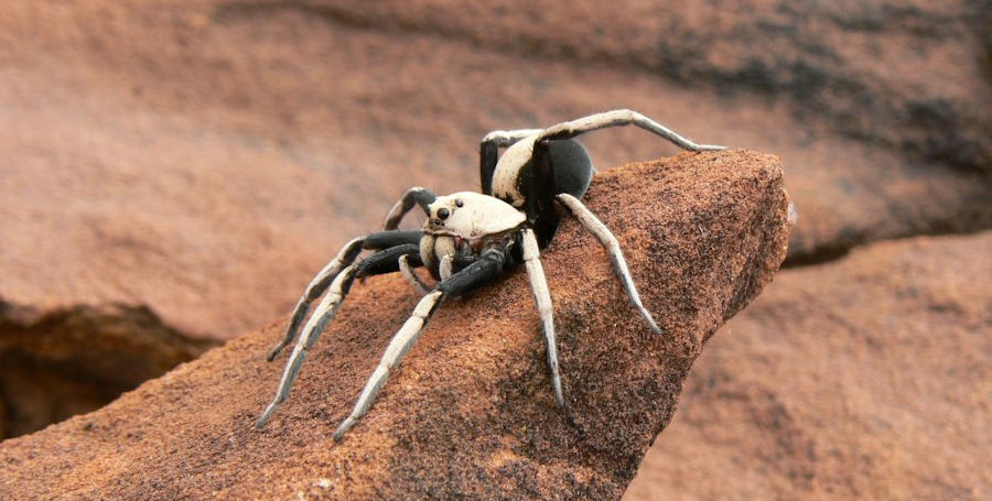 Hoggicosa bicolor