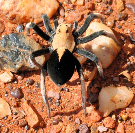 Hoggicosa bicolor