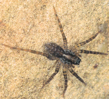 Lycosa ZZ160