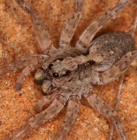 Lycosa ZZ567