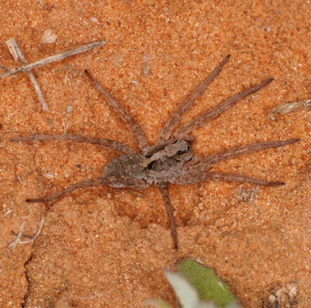 Lycosa ZZ567