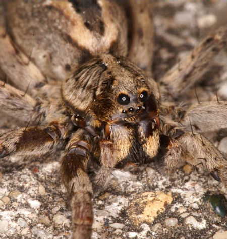 Lycosa godeffroyi