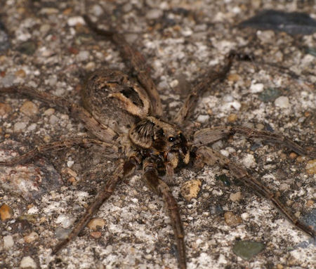 Lycosa godeffroyi