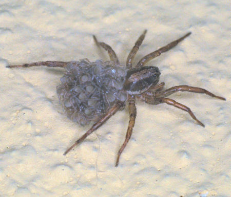 Lycosa ZZ158