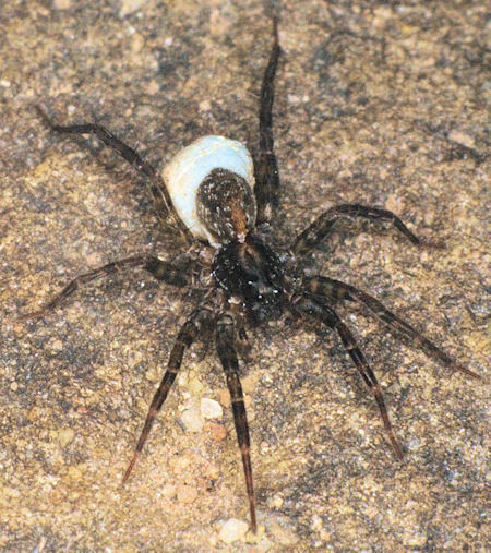 Lycosa ZZ160