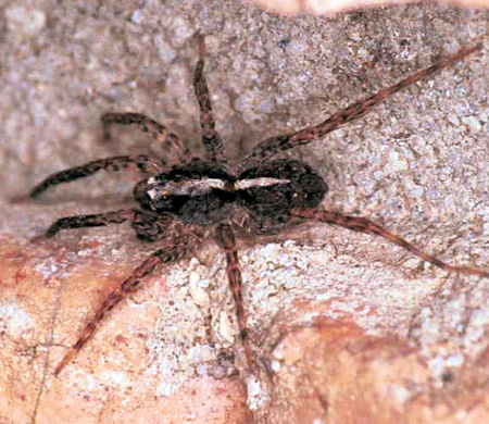Pardosa ZZ144