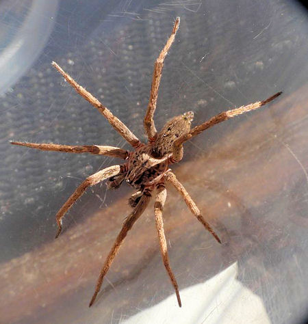 Mituliodon tarantulinus