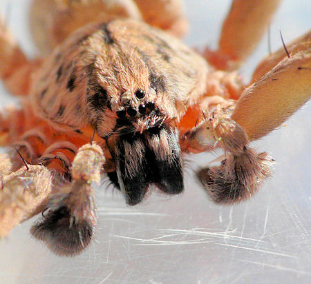 Mituliodon tarantulinus