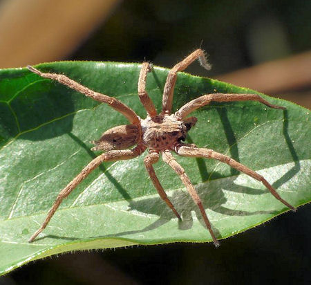 Mituliodon tarantulinus