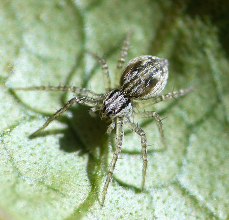 Miturga lineata juvenile 