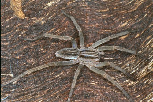 Miturga lineata