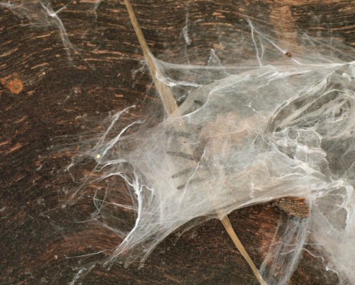 Miturga lineata