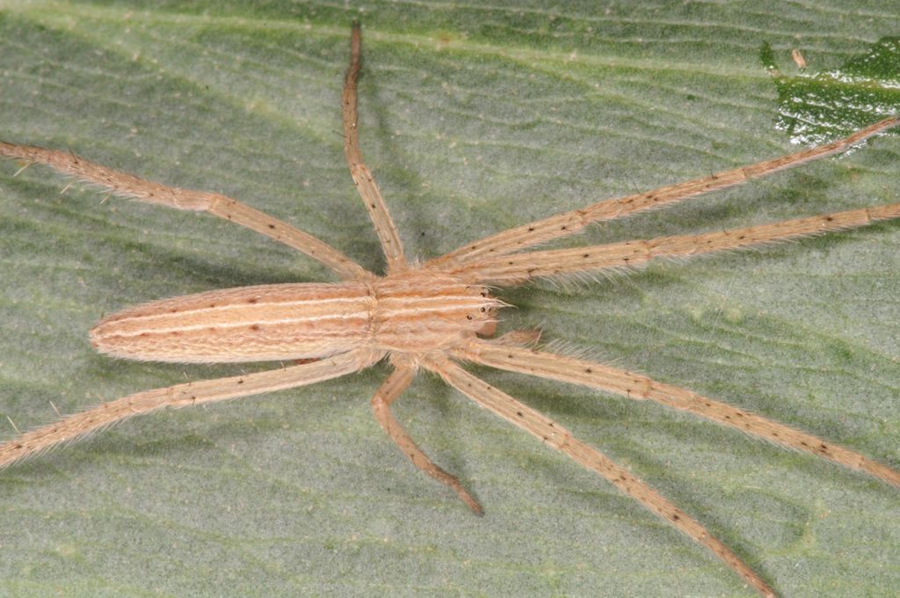 Thasyraea lapida