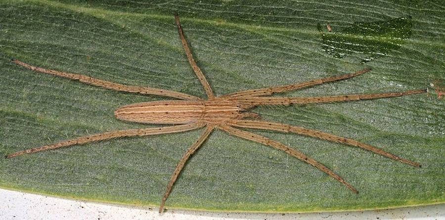 Thasyraea lapida
