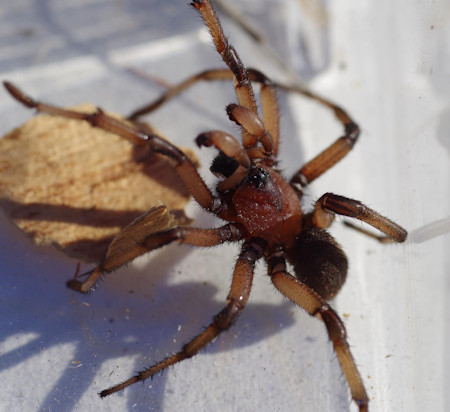 Blakistonia aurea