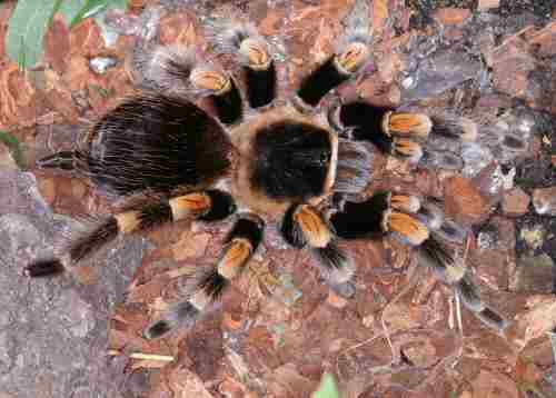 Brachypelma smitty 