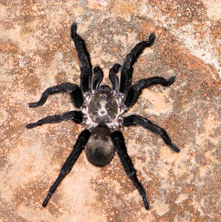 Idiommata scintillans
