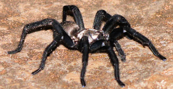 Idiommata scintillans