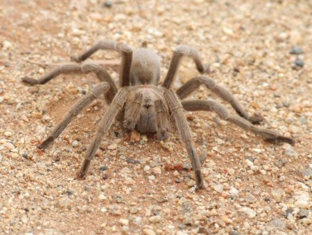 Selenocosmia crassipes