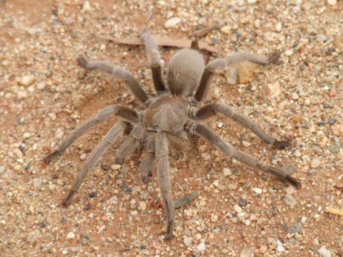 Selenocosmia crassipes