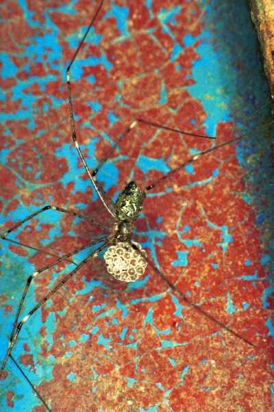Pholcus ZZ196