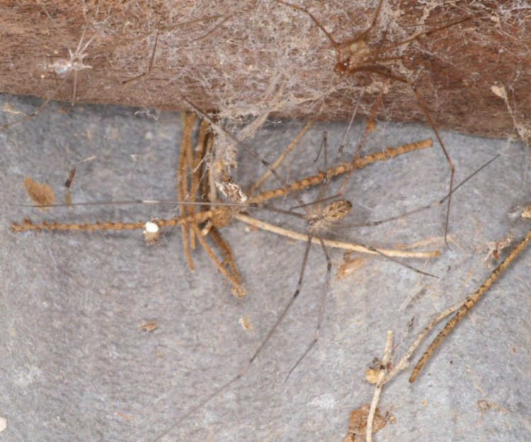 Trichocylus nigropunctatus 