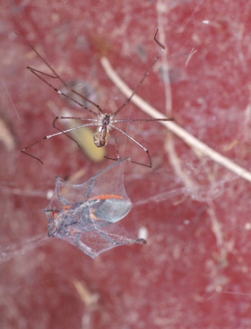Trichocylus nigropunctatus 