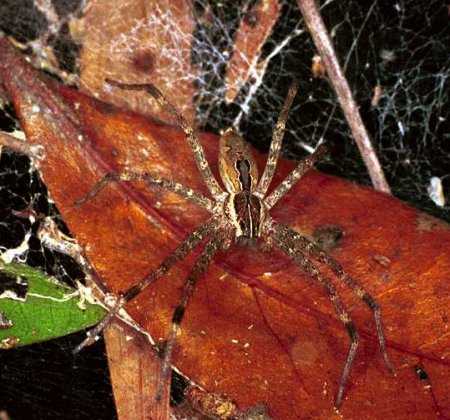 Dendrolycosa icadia