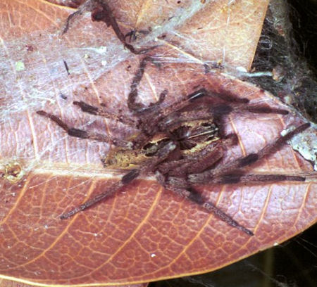 Dendrolycosa icadia