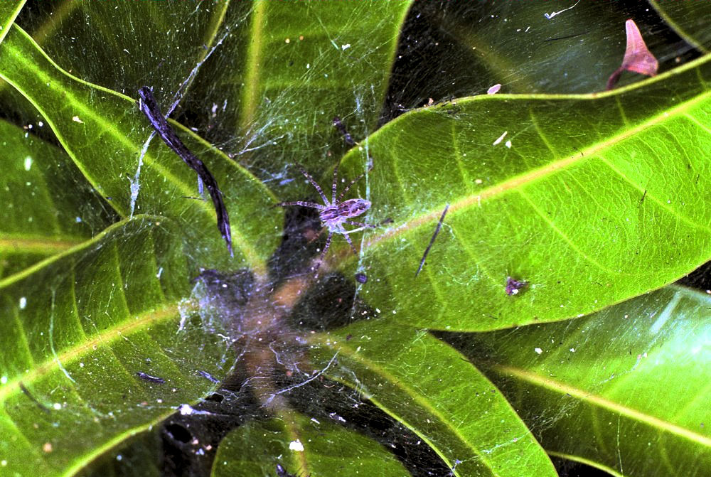 Dendrolycosa icadia